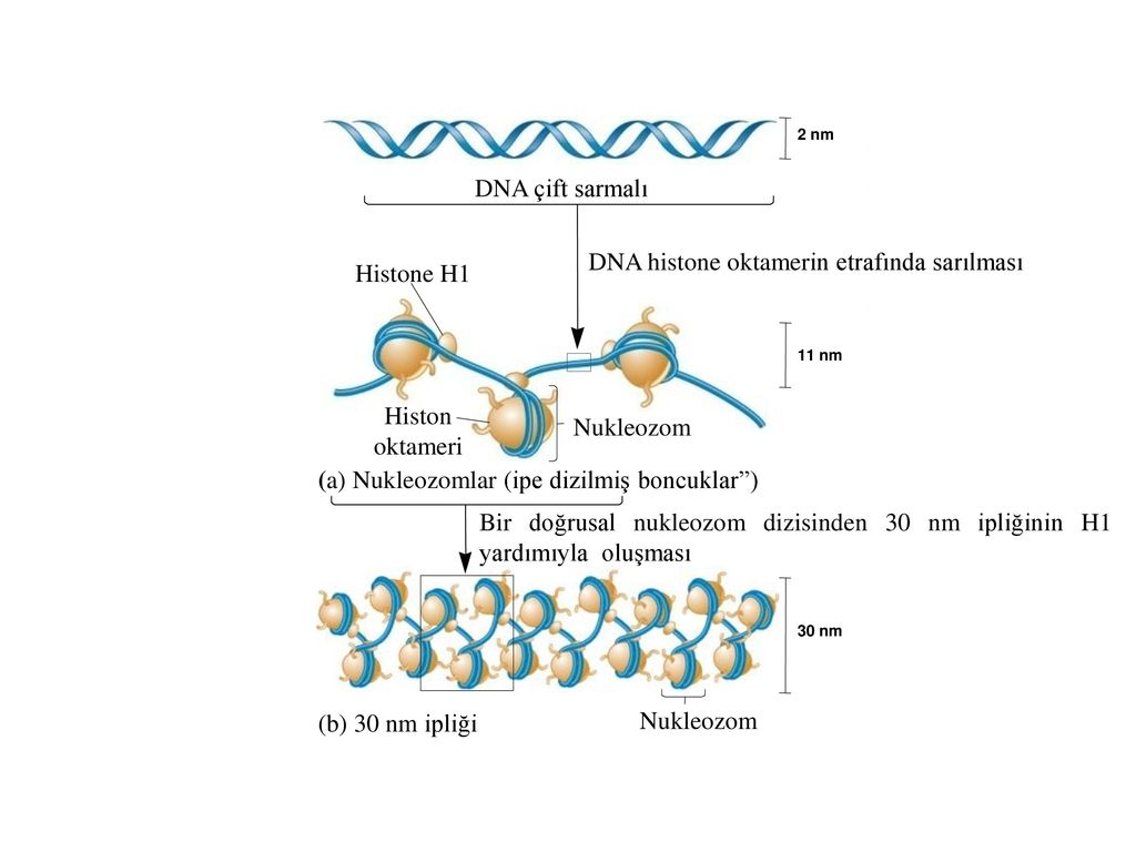 Level packing. Гистон h1. DNA Packaging. Гистон h1 гидрофильный. Histon Proteins.