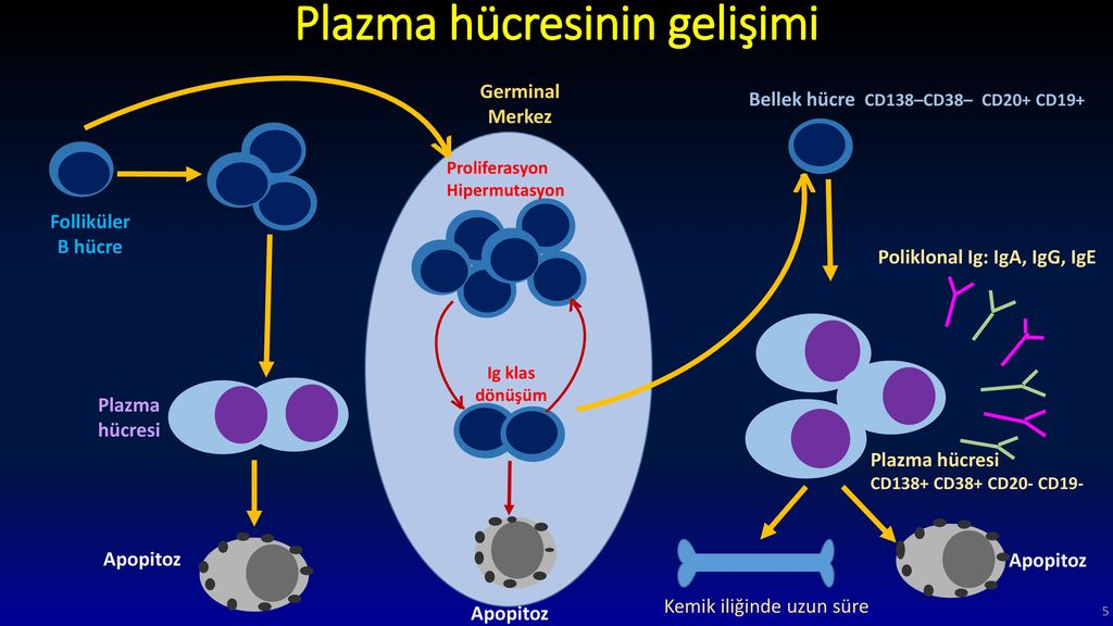 Iga ige. Cd34+ cd38- клетки продуцирующие. Plazma Carrier. Plazma Soğutma sivisi document no. Plazma cookies.