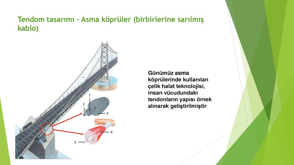 Tendom tasarımı – Asma köprüler (birbirlerine sarılmış kablo)