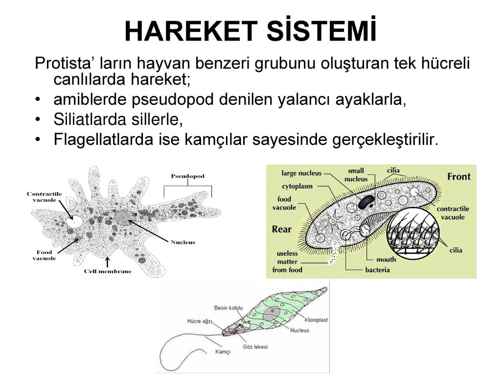 Kamçılama