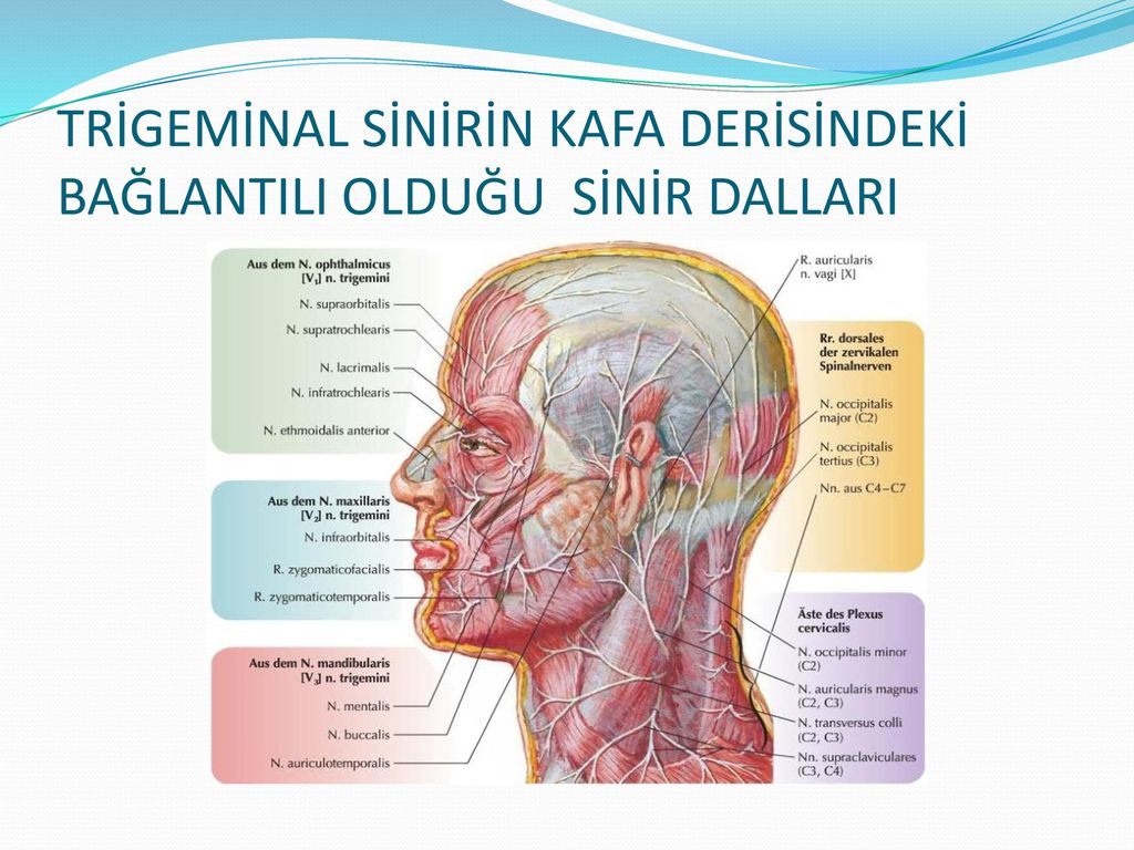 Infraorbitalis supraclavicularis infratrochlearis