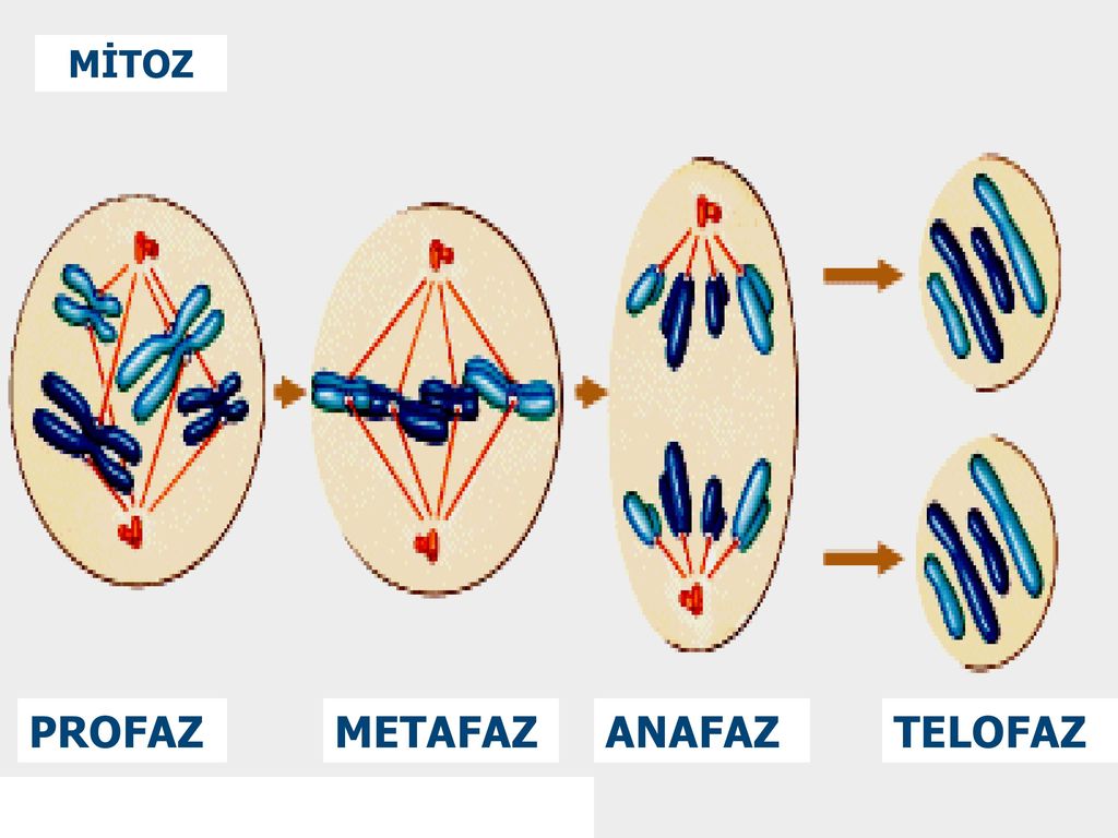 Телофаза 2n2c