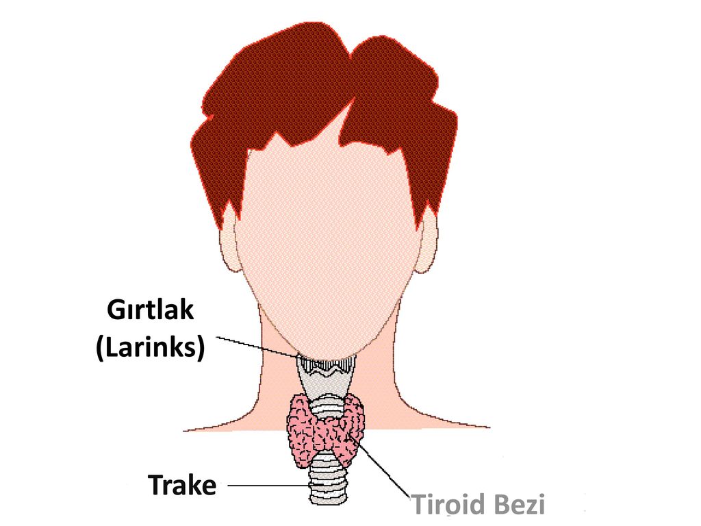 Как выглядит гортань у человека. Function of larynx.