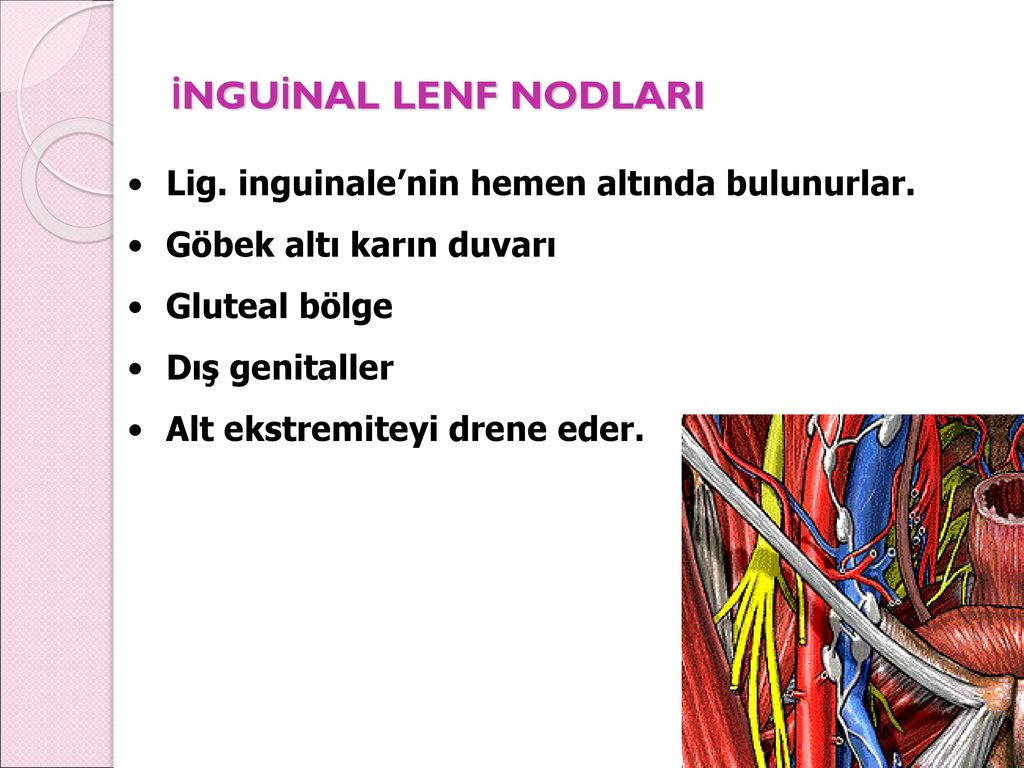 İNGUİNAL LENF NODLARI Lig. inguinale’nin hemen altında bulunurlar.