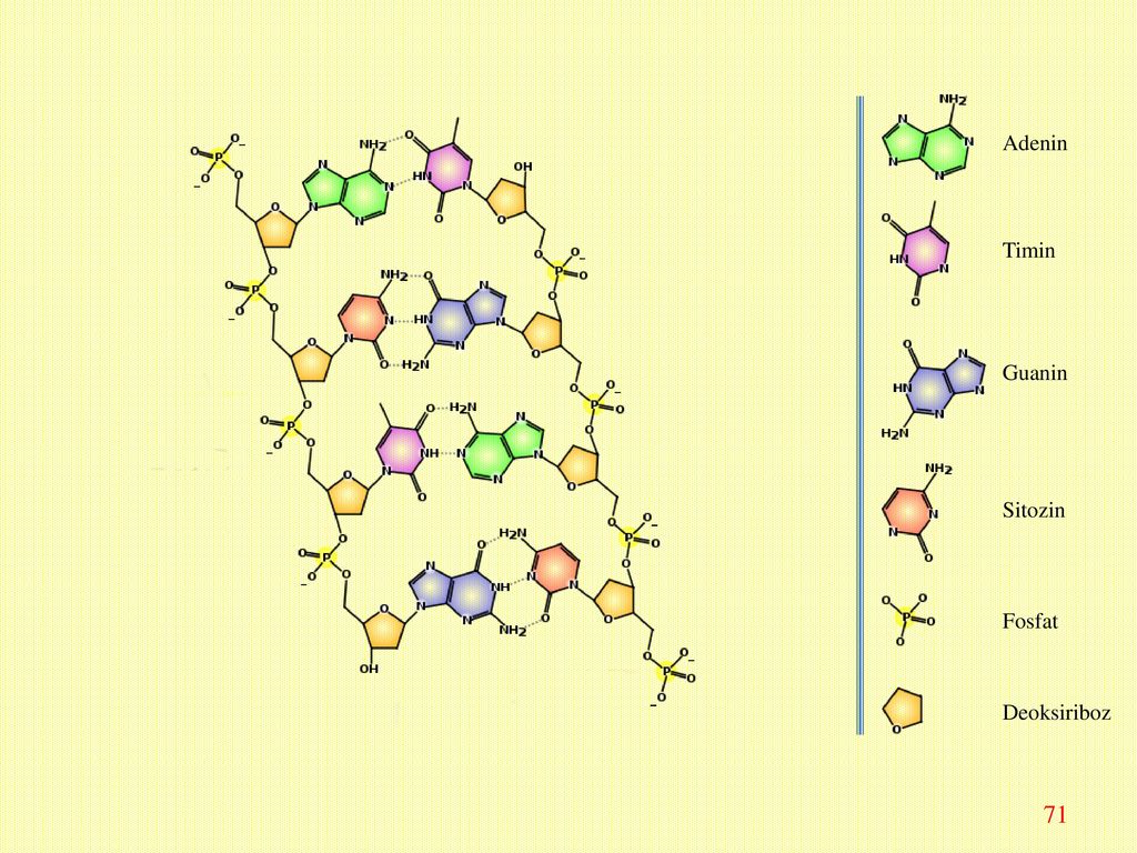 Аденин соответствует. Лецитин гуанин Тимин. Timin. Guanin cytiosin. Авязи атгц.