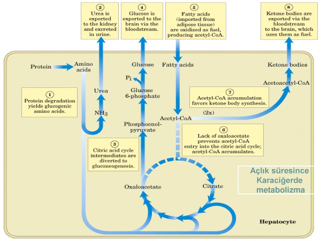 Глюкоза жирные кислоты