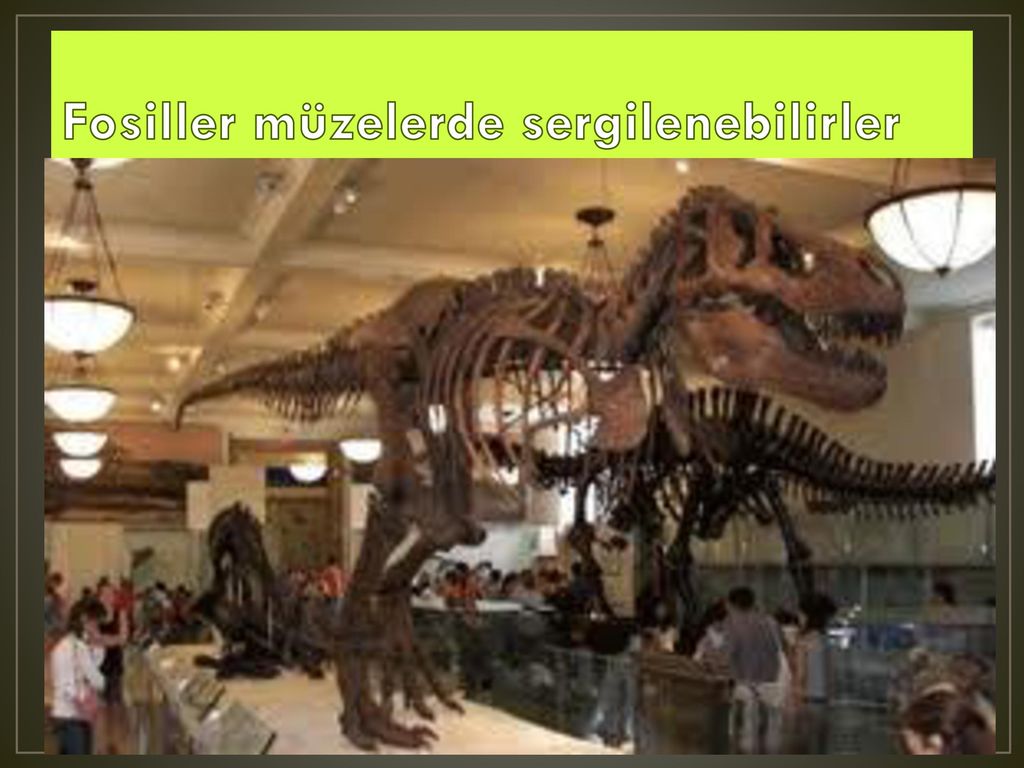 Fosiller müzelerde sergilenebilirler
