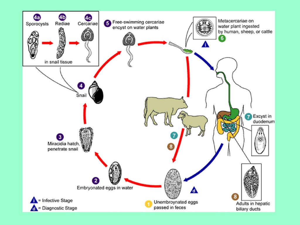Жизненный цикл легочного. Цикл развития Fasciola hepatica. Цикл развития печеночной двуустки. Цикл развития фасциолы гепатика. Жизненный цикл печеночного сосальщика.