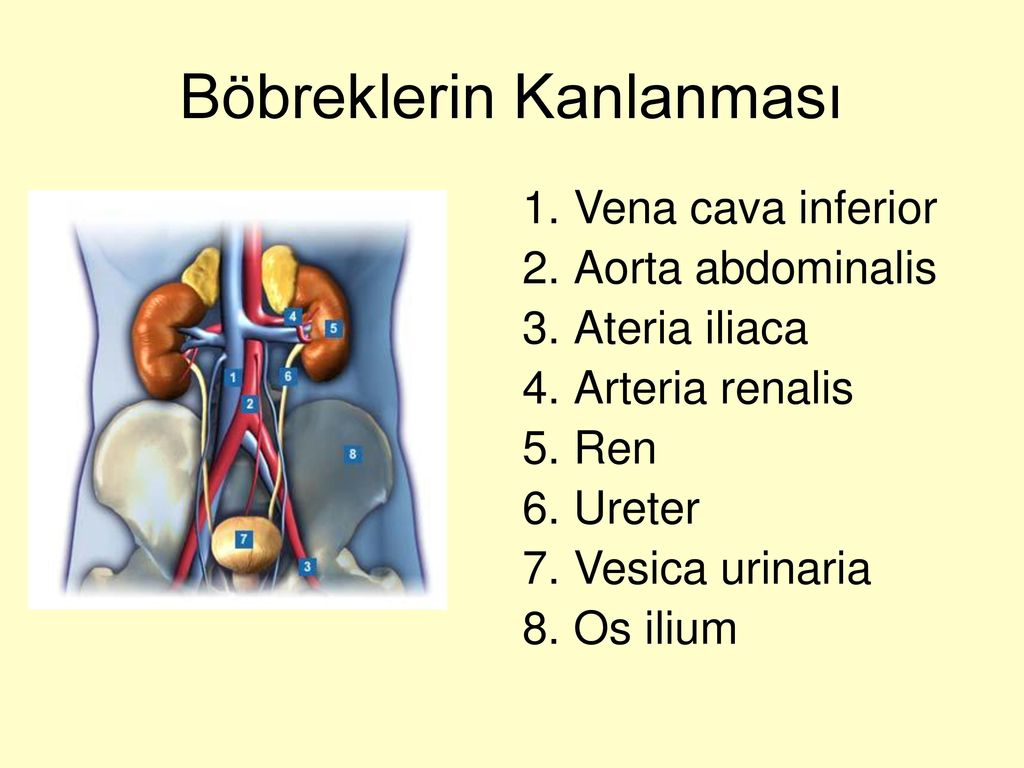 Vesica urinaria