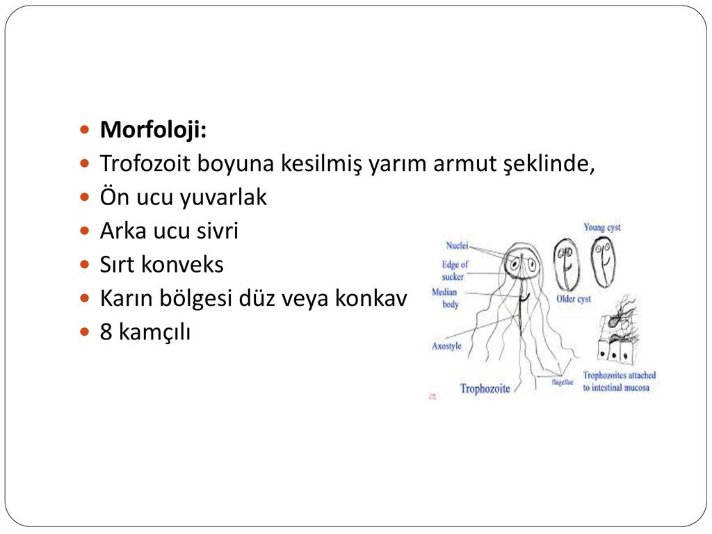 Morfoloji: Trofozoit boyuna kesilmiş yarım armut şeklinde, Ön ucu yuvarlak. Arka ucu sivri. Sırt konveks.