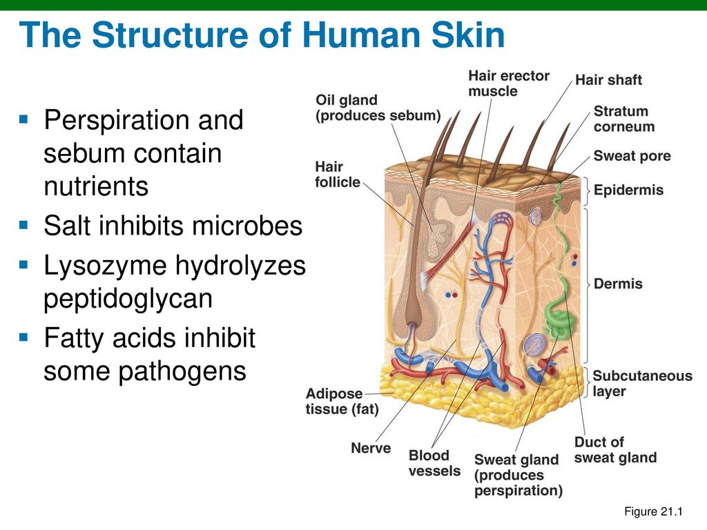 Human structure. The structure of Human Skin. Skin structure and functions. Epidermis structure. The Skin презентация.