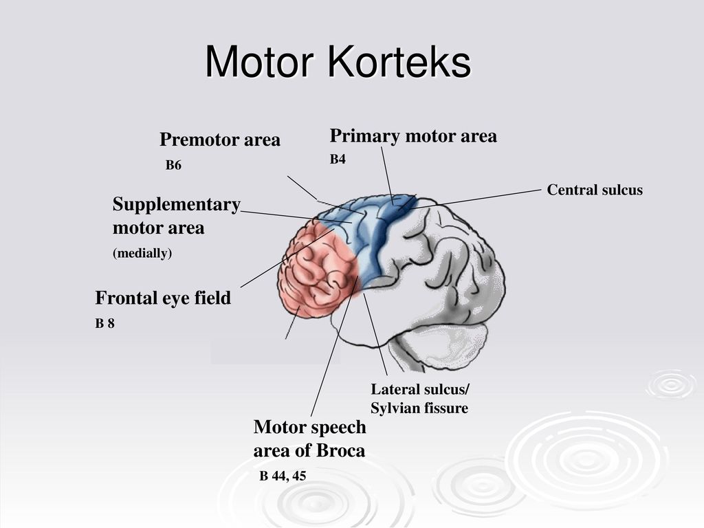 After brain. Frontal Lobe. Frontal Lobe function. Frontal Lobe of Brain. Frontal Korteks qayerda.