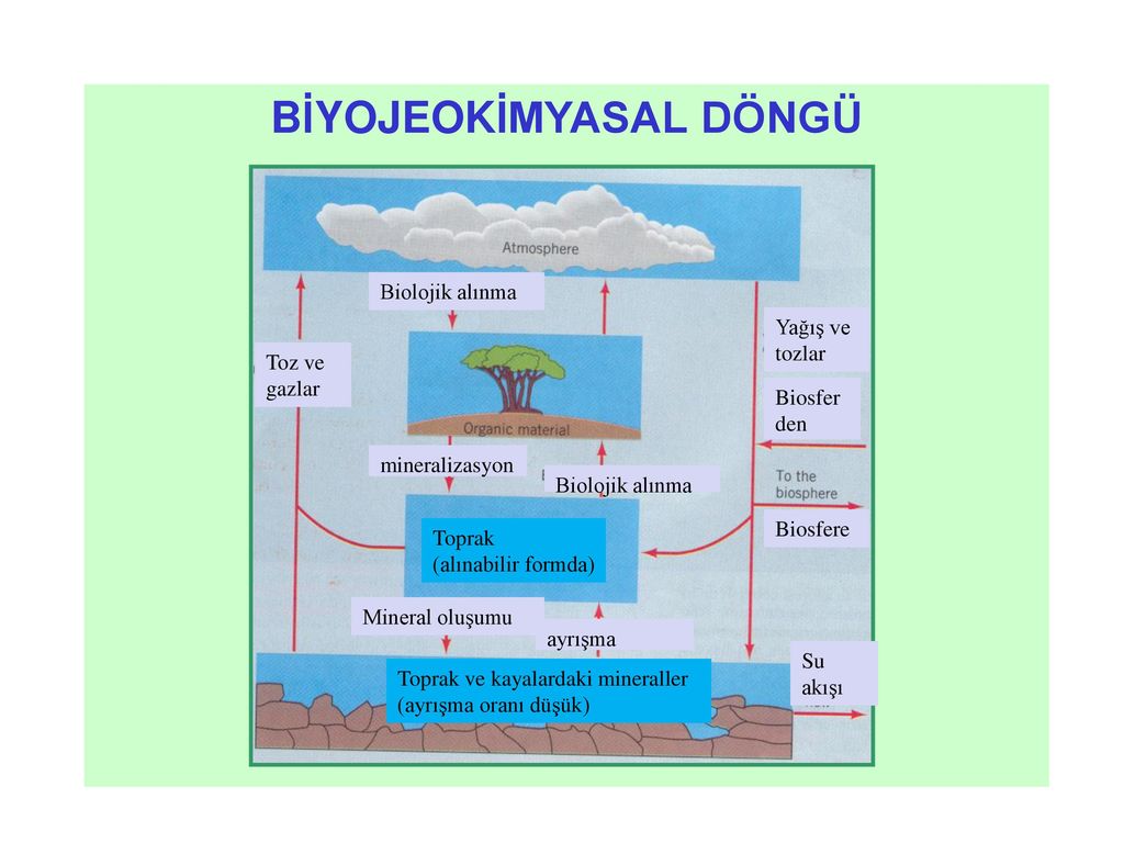 Каменный уголь является веществом биосферы