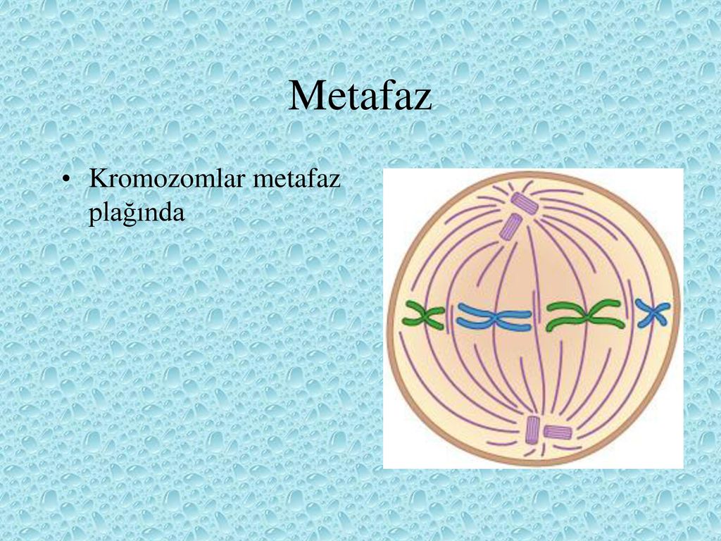 Метафаза митоза. Metafaz bosqichi. Митоз 2 свойства. Митоз Робин Гуда.