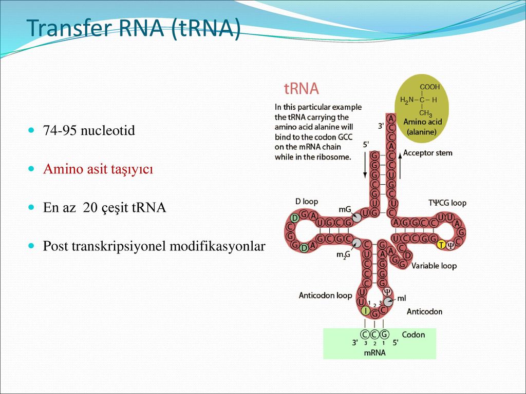 Строение ТРНК. Формилметионил-ТРНК. Transfer RNA, TRNA,. Первичная структура ТРНК.