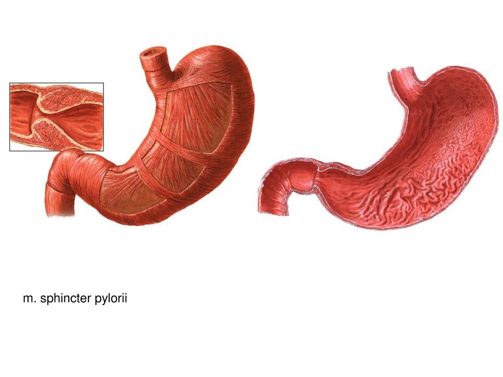 Виды сфинктеров. Сфинктеры пищеварительной системы. Сфинктеры пищеварительной трубки.