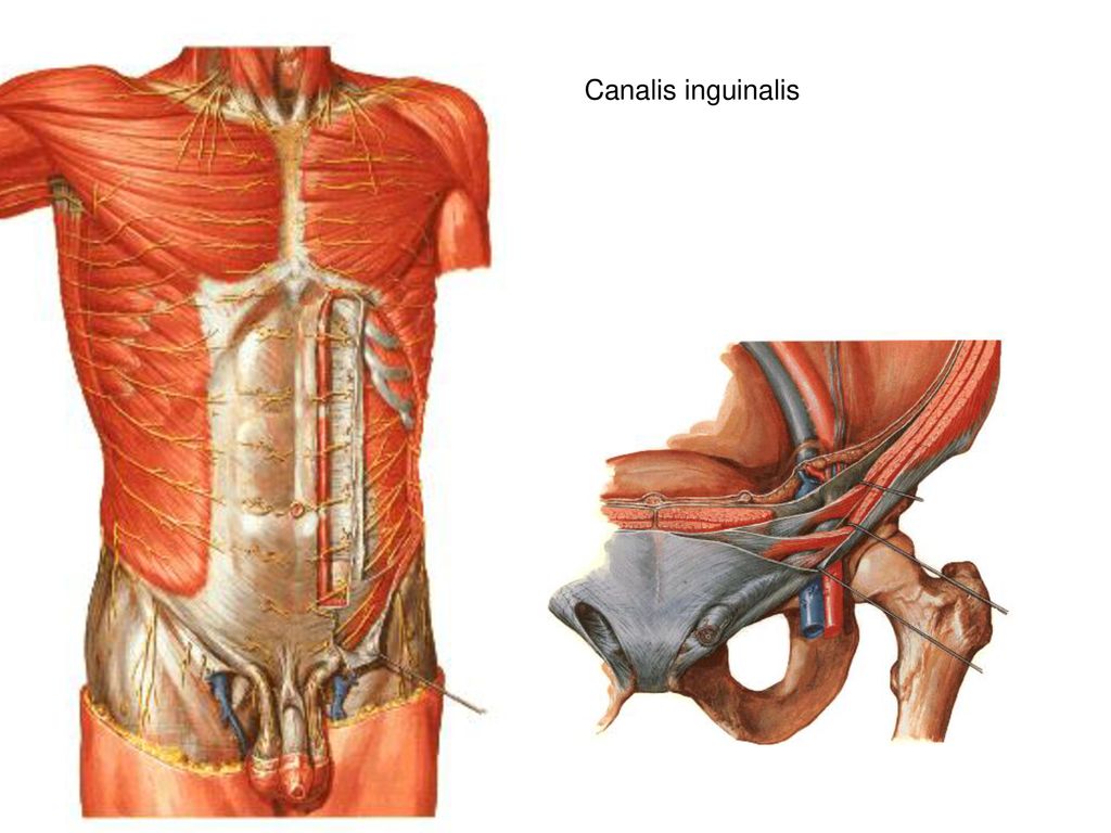 Lig inguinale. Каналис назолакрималис. Canalis inguinalis строение.