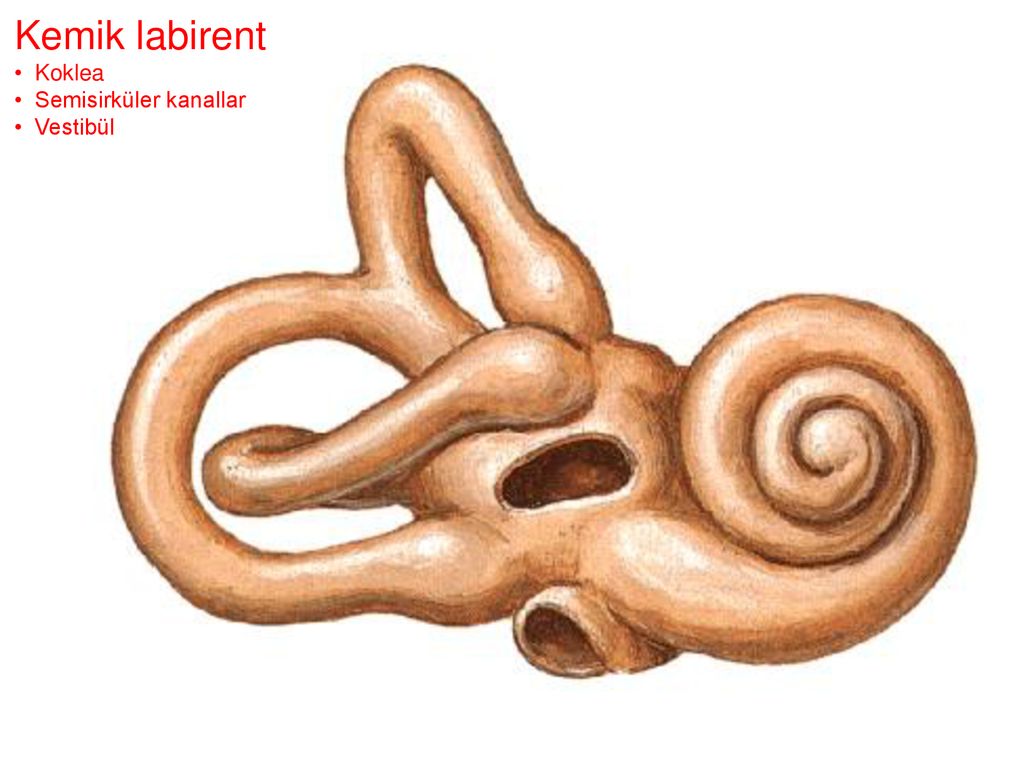 3 отдела улитки. Костный Лабиринт внутреннего уха. Анатомия Лабиринта внутреннего уха. Анатомия улитки внутреннего уха. Внутреннее ухо костный Лабиринт.