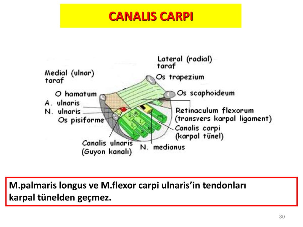 CANALIS CARPI M.palmaris longus ve M.flexor carpi ulnaris’in tendonları karpal tünelden geçmez. 30