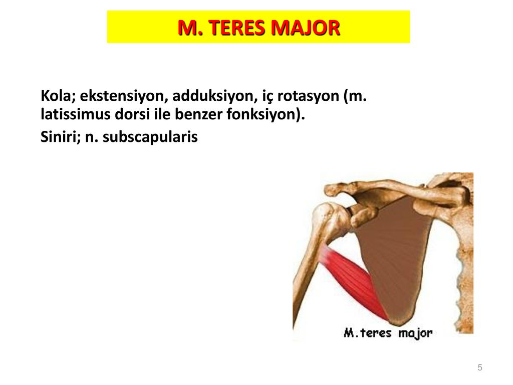 M. TERES MAJOR Kola; ekstensiyon, adduksiyon, iç rotasyon (m. latissimus dorsi ile benzer fonksiyon).