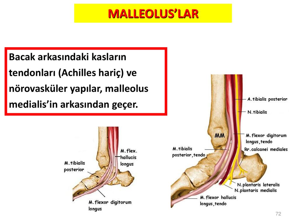 MALLEOLUS’LAR Bacak arkasındaki kasların