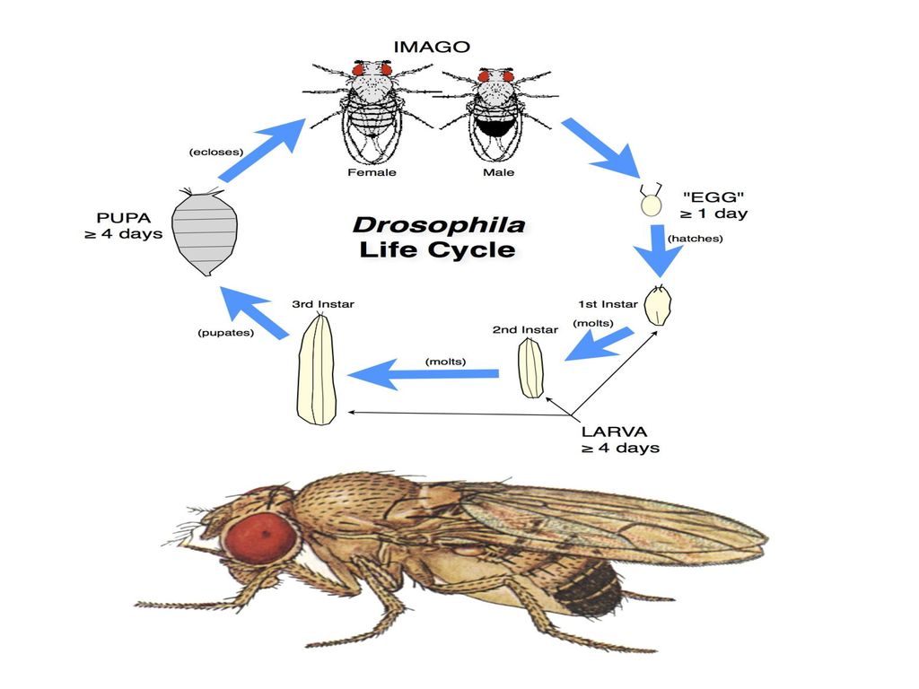 Жизненный цикл дрозофилы