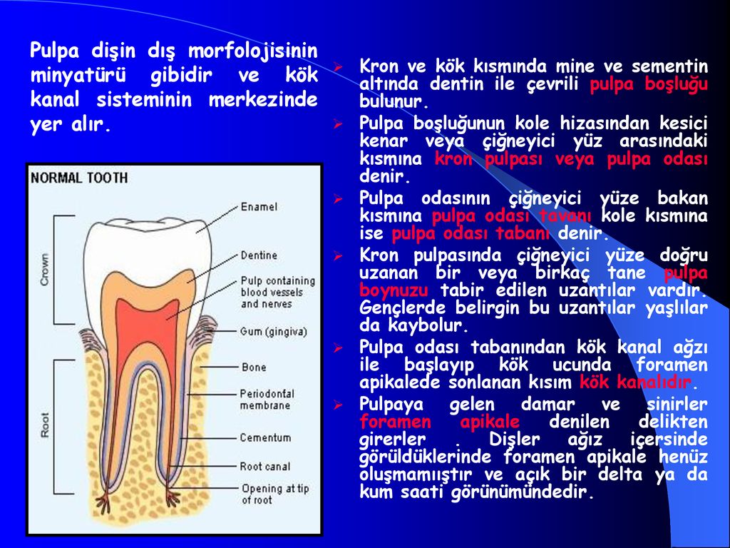Pulpa dişin dış morfolojisinin minyatürü gibidir ve kök kanal sisteminin merkezinde yer alır.