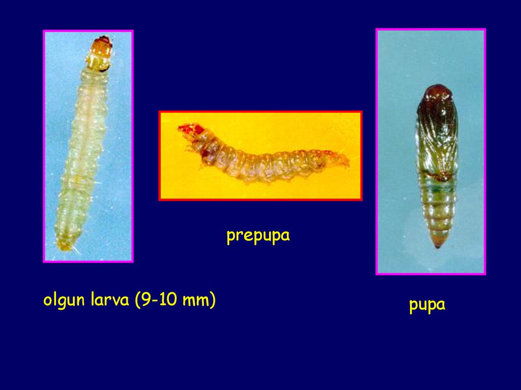 hayran hevesli cok bag salkim maymuncugu larva gozdendergi com