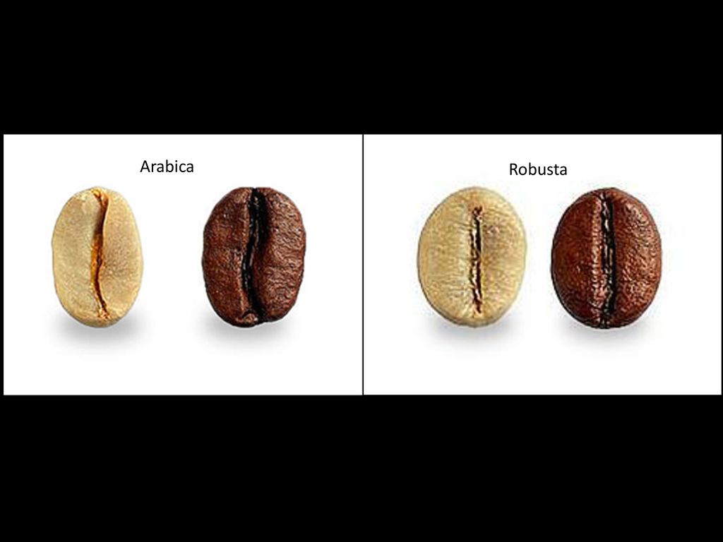 Сорт арабика и робуста. Кофе в зернах Арабика и Робуста. Сорта кофе в зернах Арабика и Робуста. Зерно Арабика и Робуста разница. Сорта кофе Арабика Робуста Либерика.