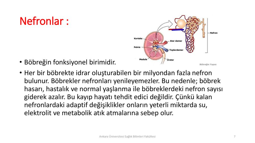 Uriner Sistem Ve Hemsirelik Bakimi Ppt Indir