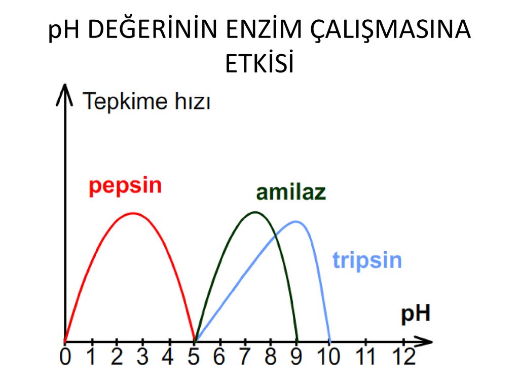 ENZİMLER. ENZİMLER KİMYASAL TEPKİME A + B C + D Bir Maddenin Başka Bir ...