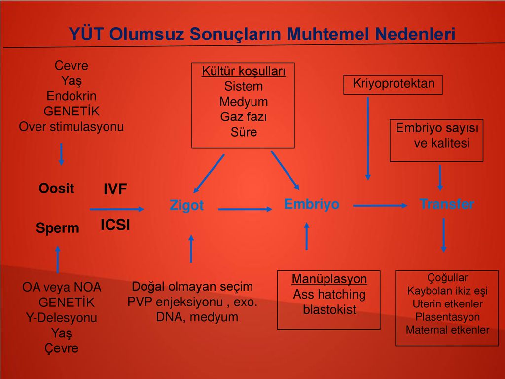 ART Sikluslarında Lüteal Faz Desteği - Ppt Indir