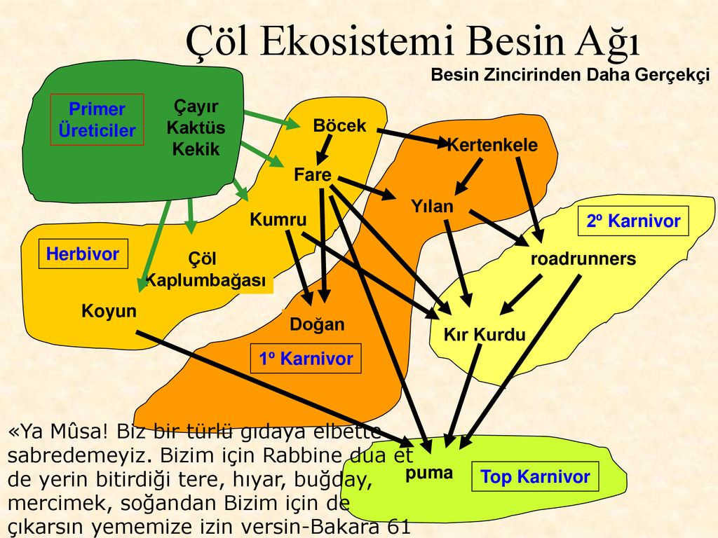 Besin Zincirleri Ve Besin Ağları Ppt Indir