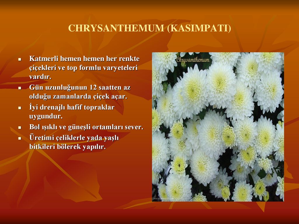 Изложение хризантема 8. Хризантемы что символизирует. Хризантема на языке цветов. Белые хризантемы на языке цветов. Хризантема значение цветка.