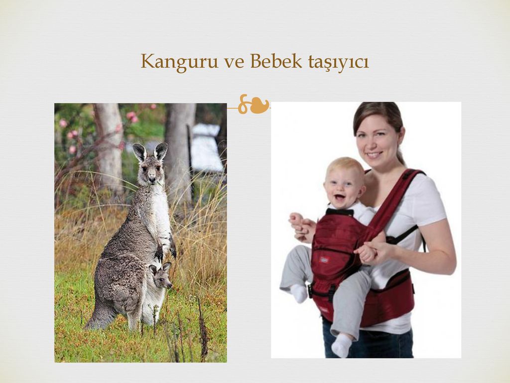 Kanguru ve Bebek taşıyıcı