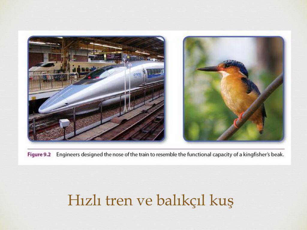 Hızlı tren ve balıkçıl kuş
