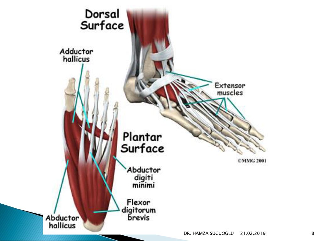 Foot muscle. Extensor digitorum нога. Flexor digitorum Brevis мышца. M abductor digiti Minimi стопы. Мышцы стопы анатомия.