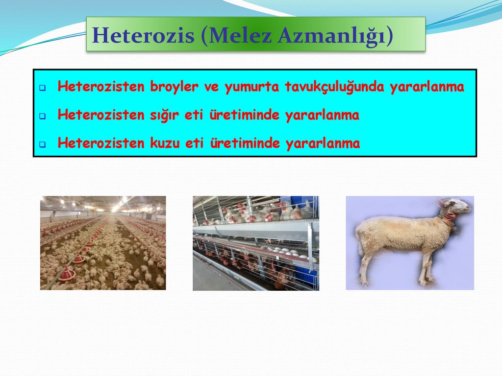 Heterozis nedir ? Hangi tür canlılarda görülür ?