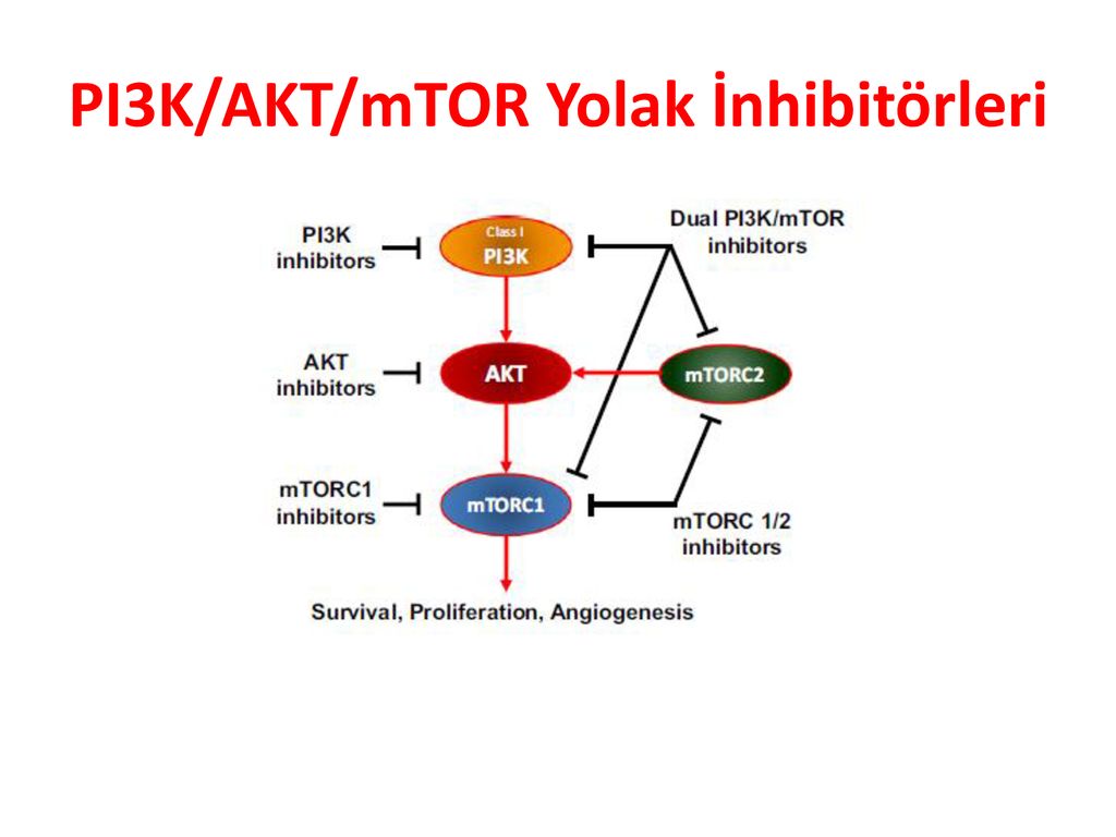 Pi3k akt. Сигнальный путь pi3k/Akt/MTOR. Ингибиторы MTOR. MTOR белок. MTOR ингибиторы механизм действия.