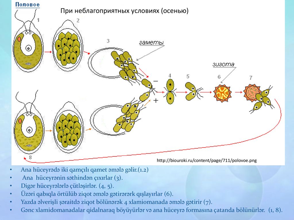 Водоросли хромосомы. Размножение одноклеточных водорослей хламидомонада. Бесполое размножение хламидомонады. Цикл размножения хламидомонады. Полового размножения хламидомонады.