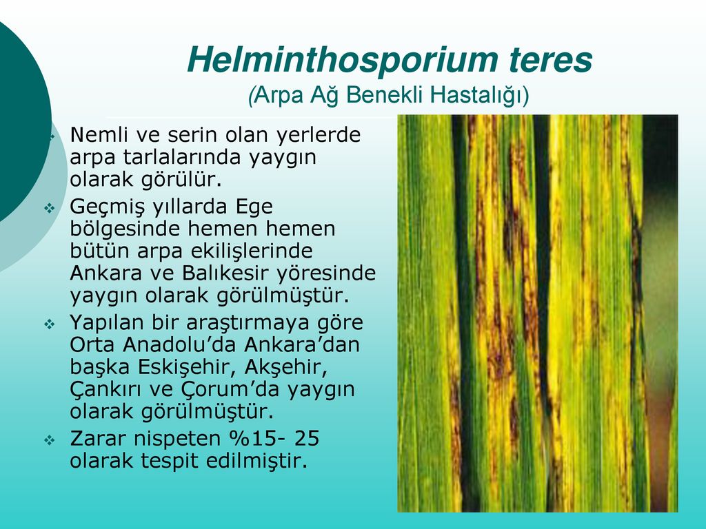 helminthosporium gramineum árpa