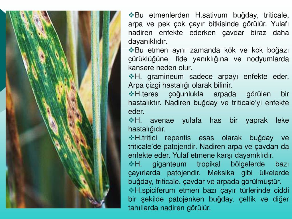 boala helminthosporium blotch leaf