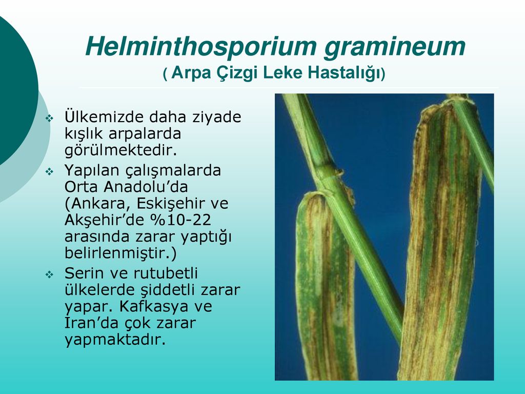 Helminthosporium gramineum, Crop Science | Magyarország - Kórokozók