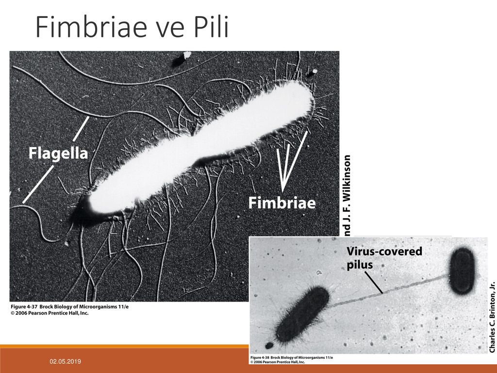 Пили пили телефон. Fimbriae. P fimbriae. Fimbriae / Pili bacteria. Bacteria Pili fimbriae gif.