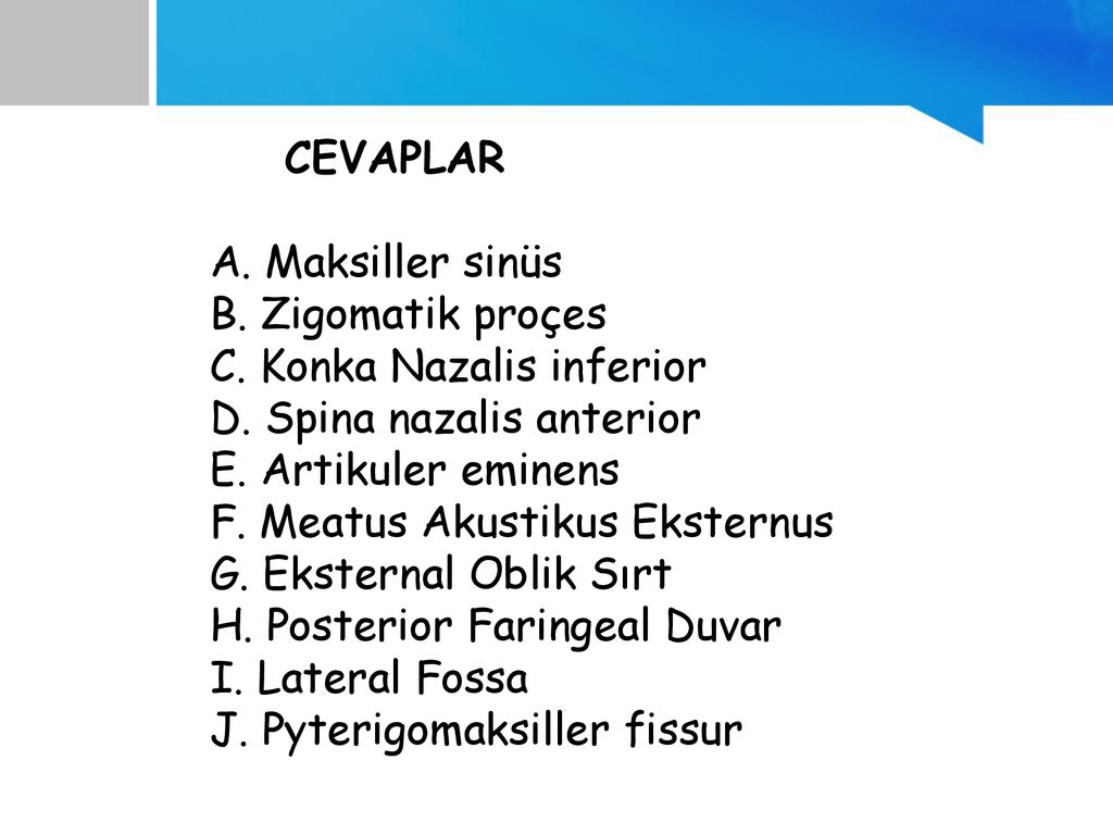 CEVAPLAR A. Maksiller sinüs. B. Zigomatik proçes. C. Konka Nazalis inferior. D. Spina nazalis anterior.