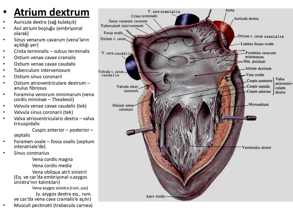 Правый желудочек отделен от правого предсердия. Строение правого предсердия сердца анатомия. Правое предсердие сердца анатомия. Строение правого предсердия сердца. Строение сердца атлас Синельникова.