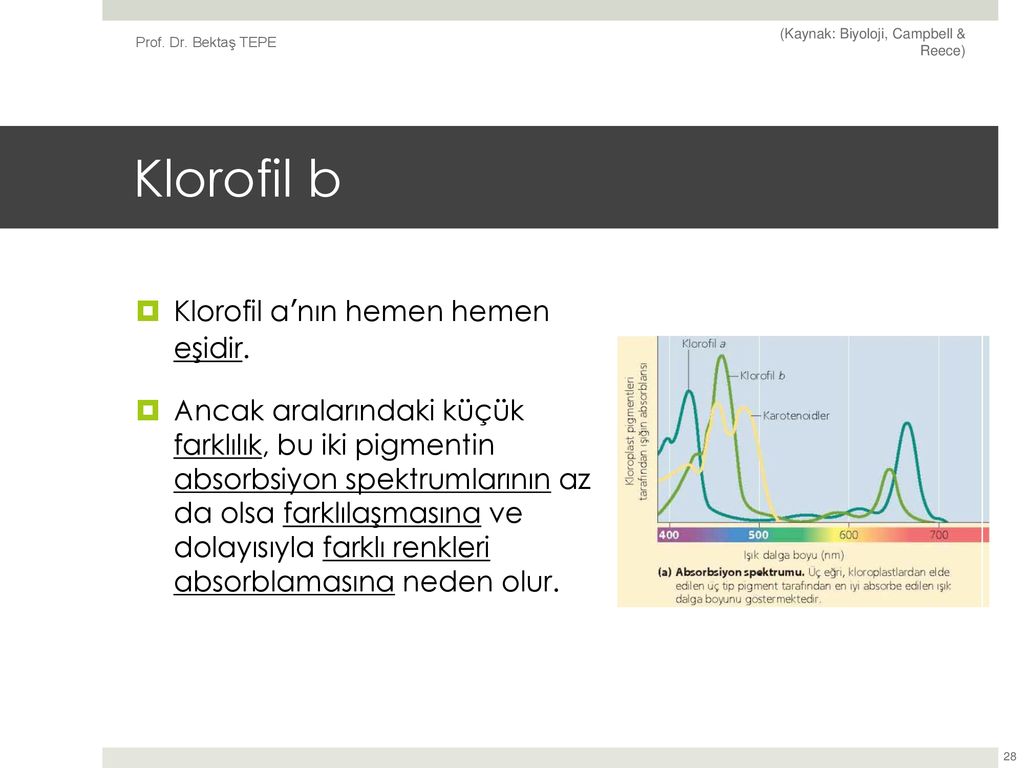 FOTOSENTEZ. - Ppt Indir