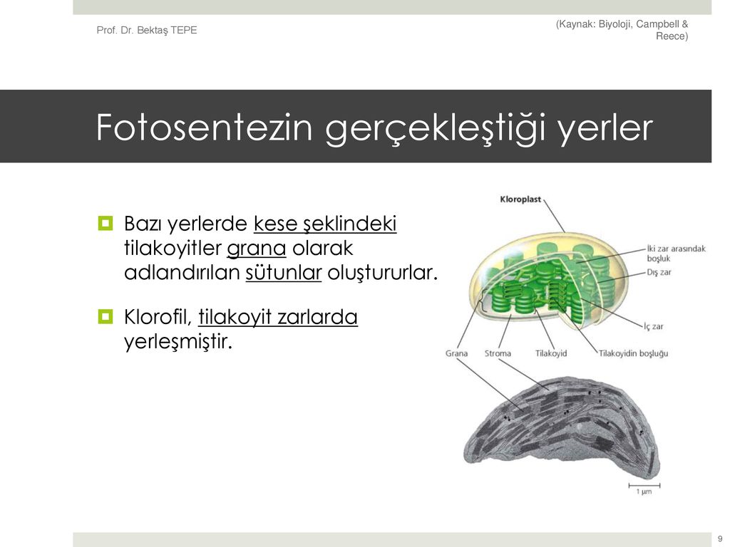 FOTOSENTEZ. - Ppt Indir