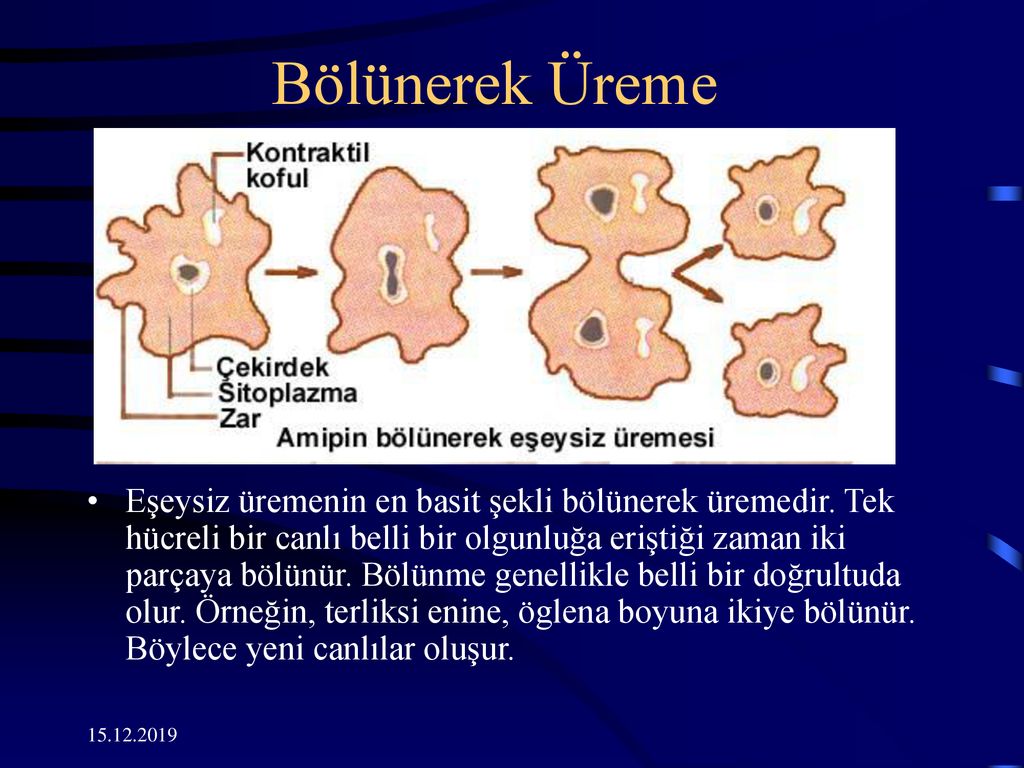 Bolunerek Ureme Sporla Ureme Ppt Indir