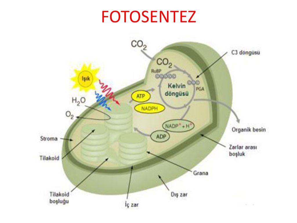 В хлоропластах синтезируется. Схема фотосинтеза в хлоропласте. Процесс фотосинтеза в хлоропластах. Мембрана хлоропласта фотосинтез. Фотосистемы хлоропласта.